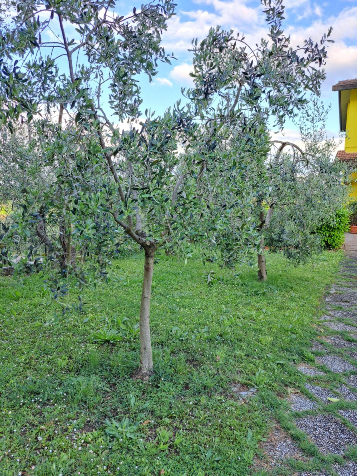Villa Casa Gli Ulivi Montepulciano Stazione Exterior foto